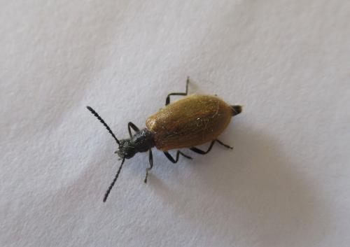 Réf. 284 909 : Lagria sp.